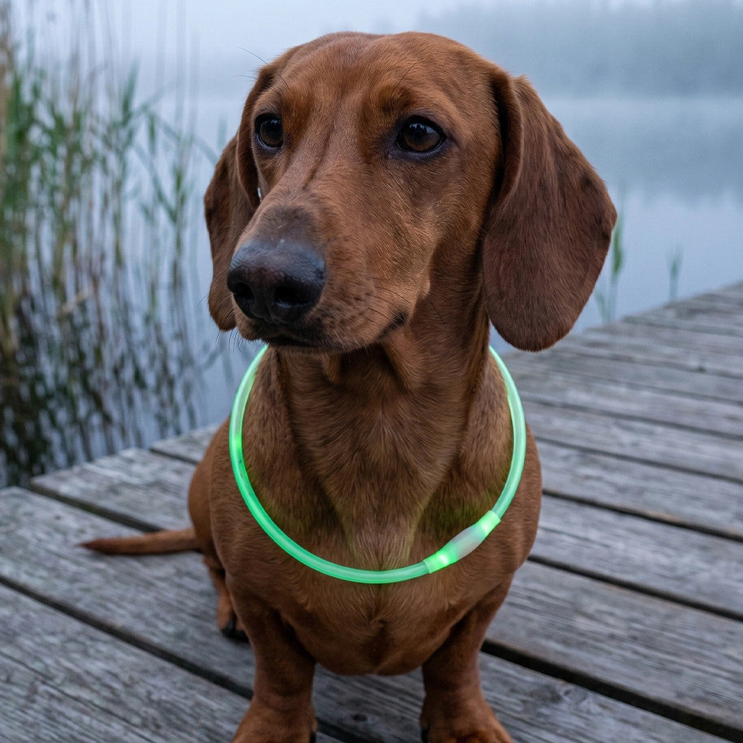 Lysande LED-Halsband för Hund